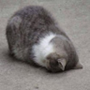 Meet your Posher, Cedar